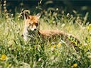 Dívka jménem Willow film