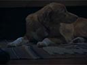 Good Boy film