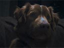 Good Boy film