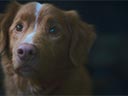 Good Boy film