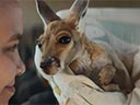 Kangaroo film